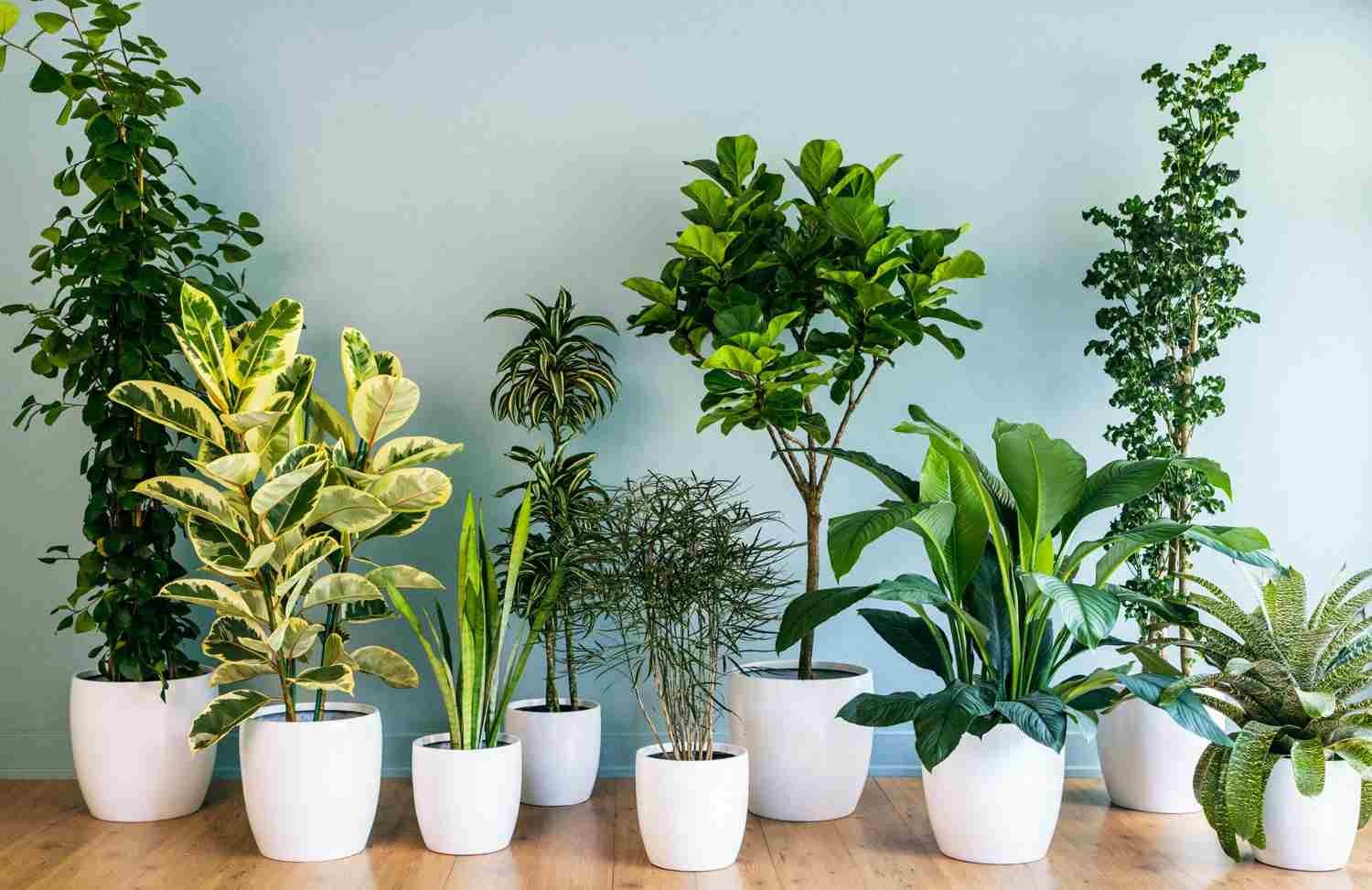 5 cách trang trí cây xanh trong nhà đẹp mà không đắt