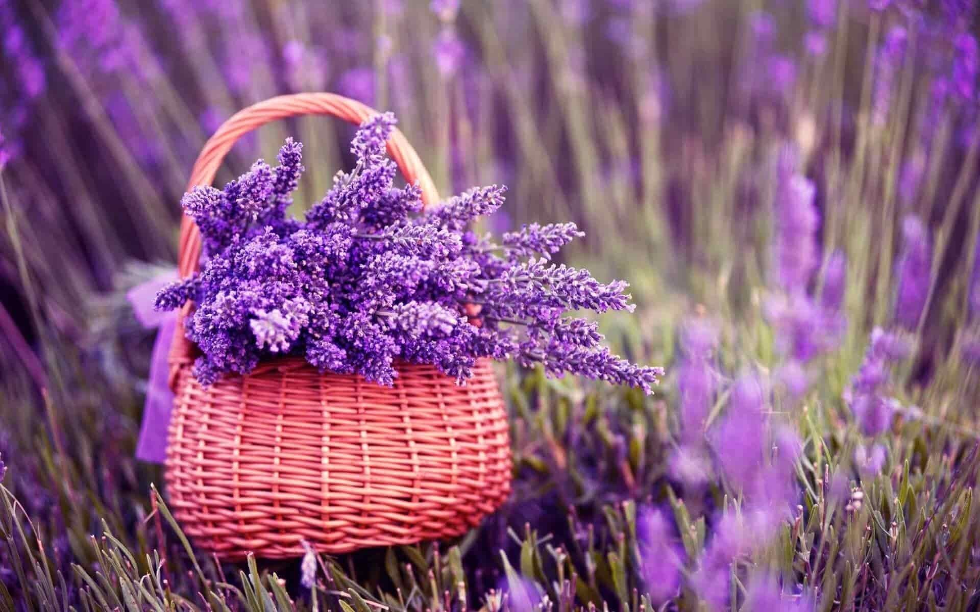 hoa-chiu-nang-trong-ban-cong-lavender-min-1646189841.jpg