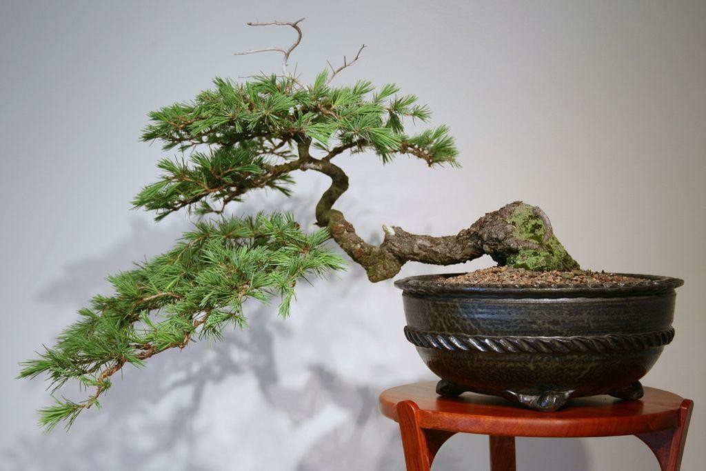 cay-kieng-trong-nha-cay-bonsai-1678845116.jpg