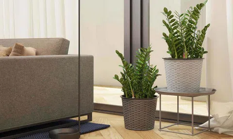 Tất tần tật về cây phong thuỷ trong nhà, cây phong thuỷ văn phòng