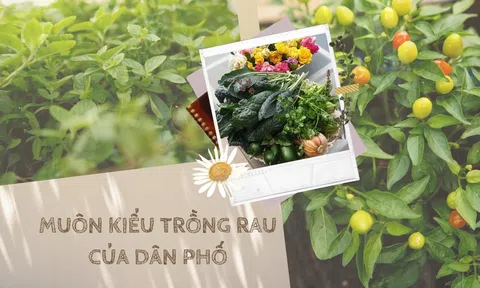 Muôn kiểu trồng rau, hành của dân phố 