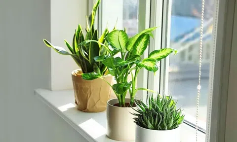 6 điều cần biết khi trồng cây trong nhà