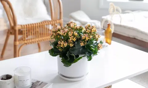 Cây sống đời: cách trồng cơ bản và vị trí đặt hợp phong thủy