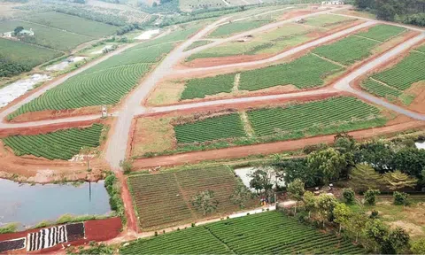 Có được phép xây nhà trên đất trồng cây lâu năm?