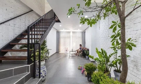 Cách chăm sóc cây cảnh trong nhà