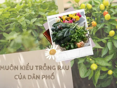 Muôn kiểu trồng rau, hành của dân phố 