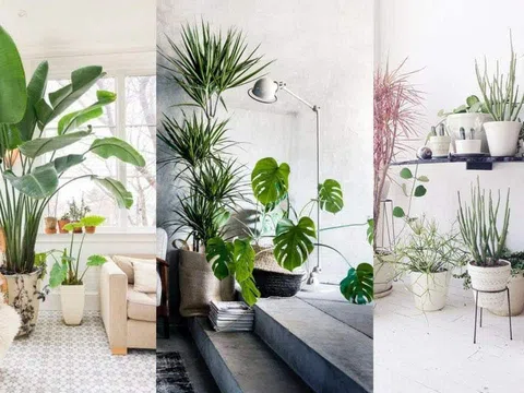 Thú chơi cây trong nhà của người trẻ