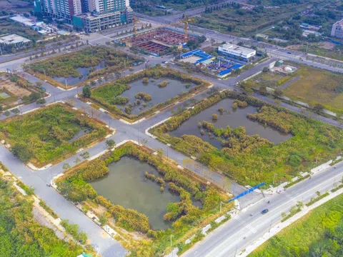 HoREA: Đấu giá đất rồi “bỏ cọc” gây nhiều hệ lụy cho thị trường